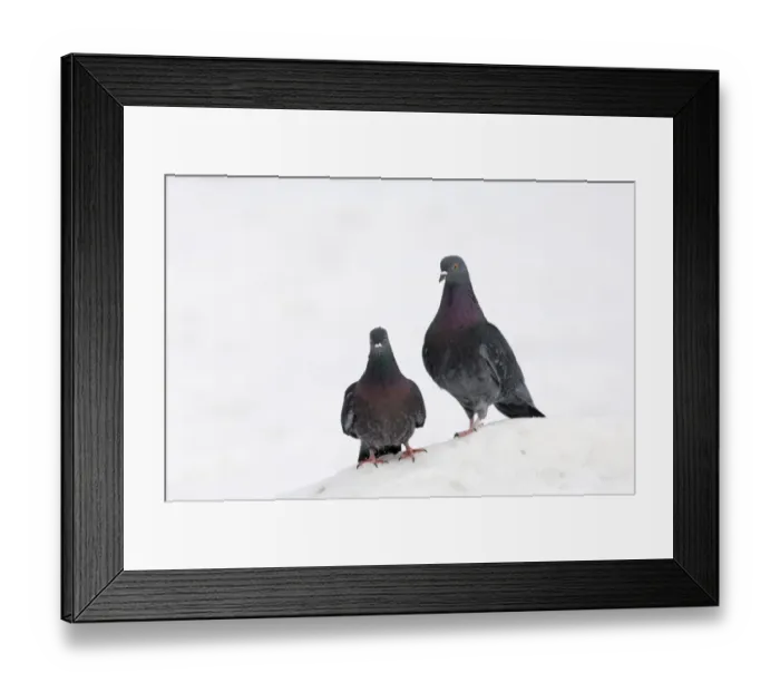 Framed Print : Feral Pigeons, pair in snow London Framed Print : Feral Pigeons, pair in snow London