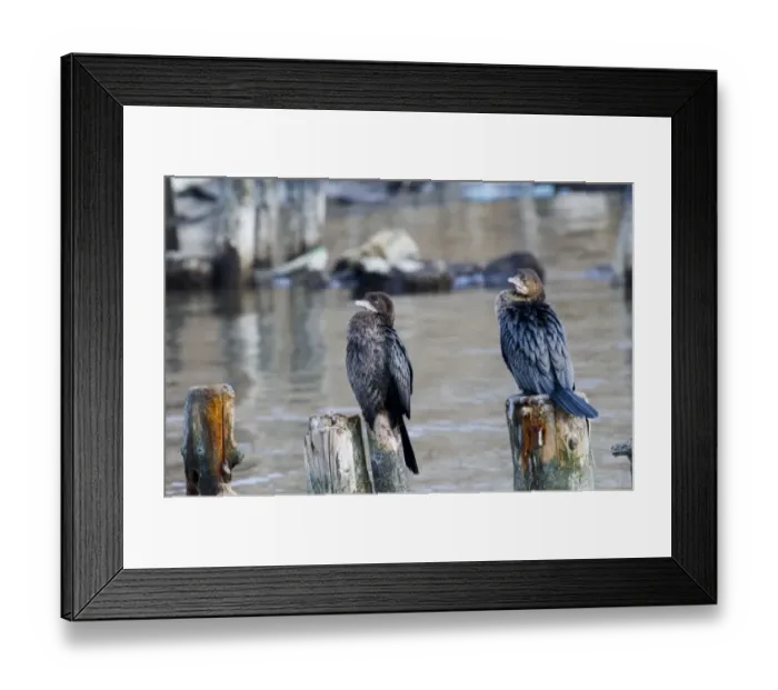 Framed Print : Pygmy Cormorants Phalacrocorax pygmeus Bulgaria winter Framed Print : Pygmy Cormorants Phalacrocorax pygmeus Bulgaria winter