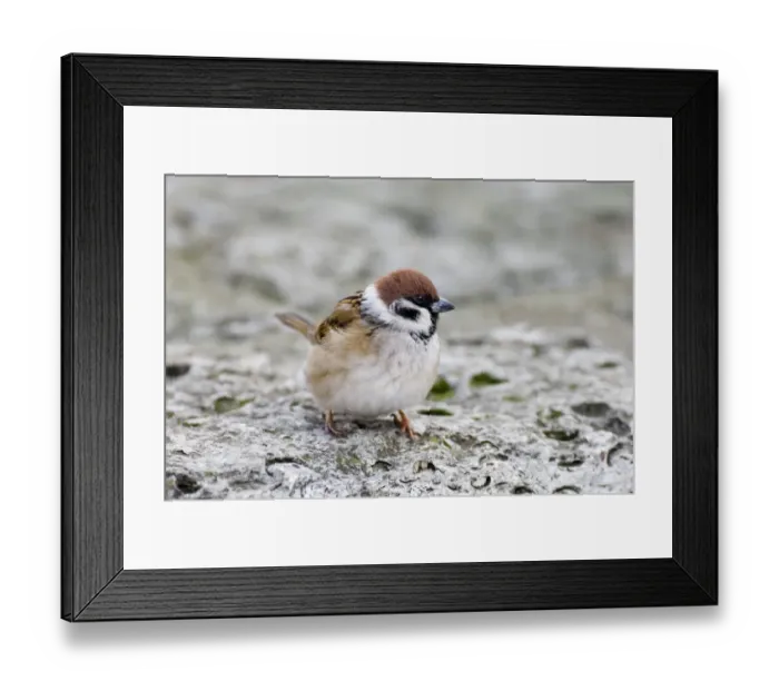 Framed Print : Tree Sparrow Passer montanus winter UK