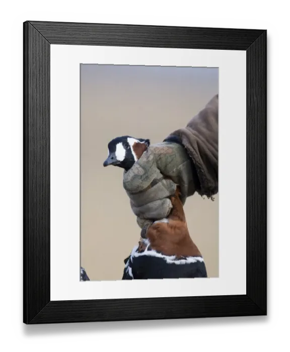 Framed Print : Red-breasted Goose Branta ruficollis illegally shot by hunter Durankulak Bulgaria Framed Print : Red-breasted Goose Branta ruficollis illegally shot by hunter Durankulak Bulgaria