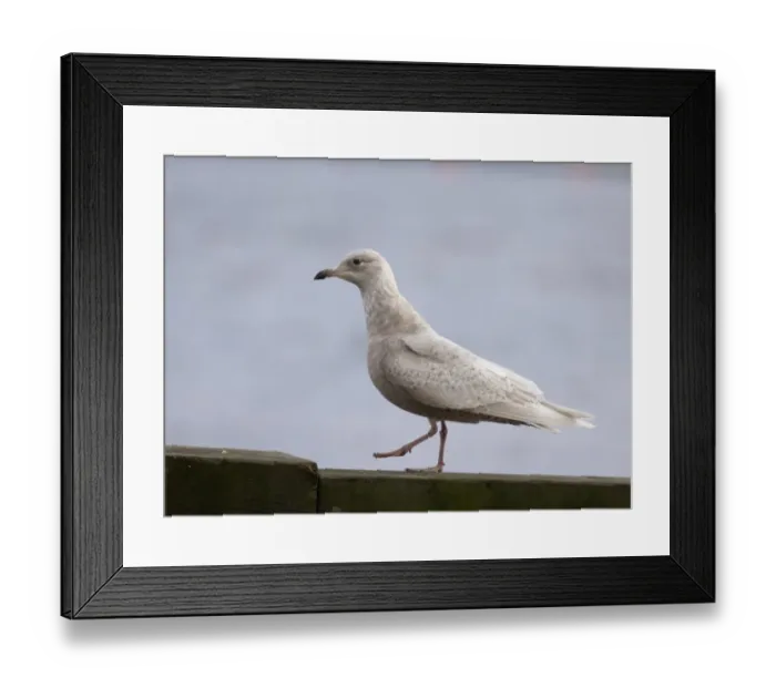 Framed Print : Iceland Gull Larus glaucoides 1st winter North Shields Fish Quay Tyne & Wear winter 05 / 06 Framed Print : Iceland Gull Larus glaucoides 1st winter North Shields Fish Quay Tyne & Wear winter 05 / 06