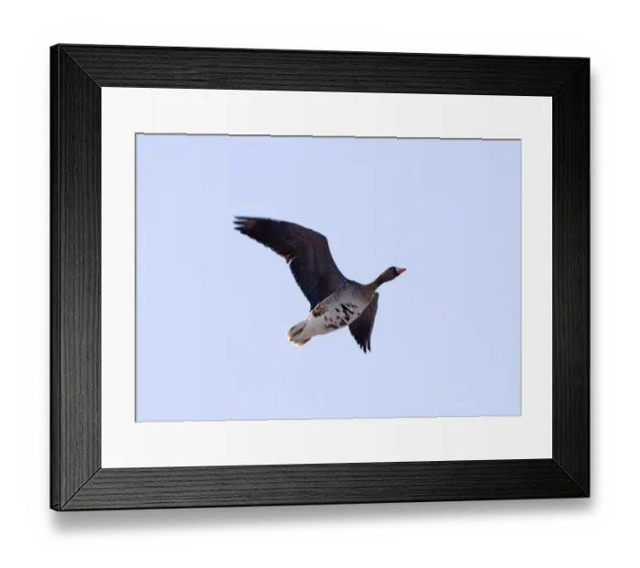 Framed Print : White-fronted Goose Anser albifrons adult February UK Framed Print : White-fronted Goose Anser albifrons adult February UK