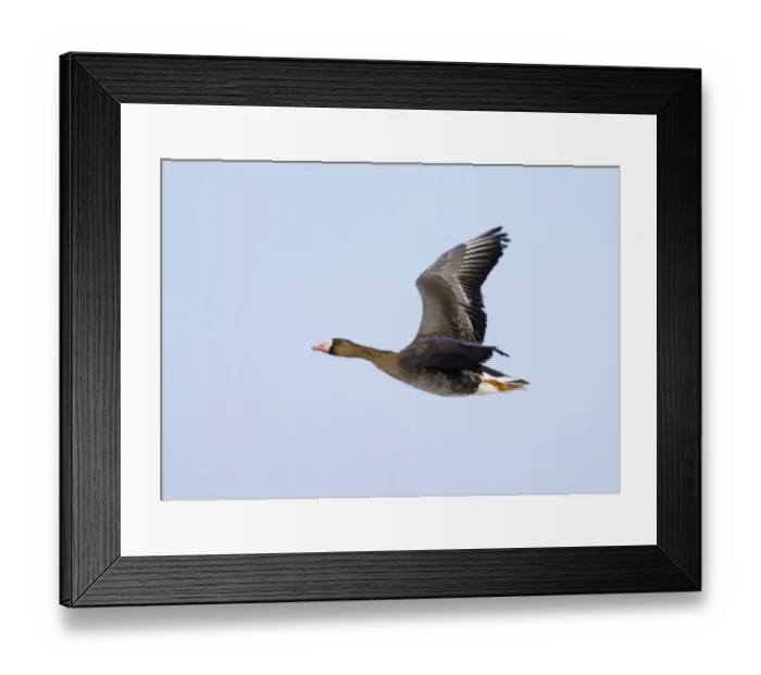 Framed Print : White-fronted Goose Anser albifrons immature February UK Framed Print : White-fronted Goose Anser albifrons immature February UK
