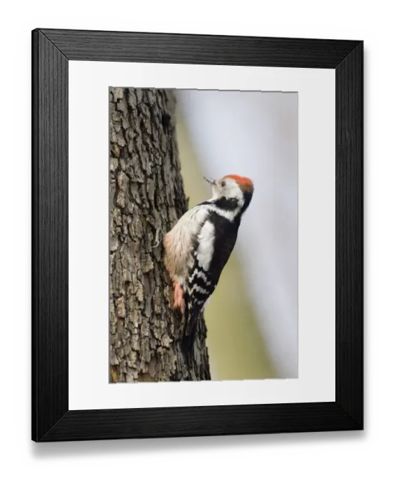 Framed Print : Middle spotted Woodpecker Dendrocopos medius Bulgaria winter