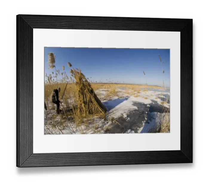 Framed Print : Camouflaged hide for photographing Red-breasted Geese Durankulak Lake Bulgaria winter Framed Print : Camouflaged hide for photographing Red-breasted Geese Durankulak Lake Bulgaria winter