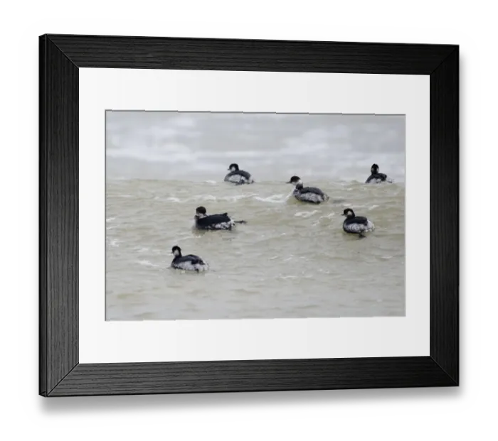 Framed Print : Black-necked Grebes Podiceps nigricollis on sea winter Framed Print : Black-necked Grebes Podiceps nigricollis on sea winter