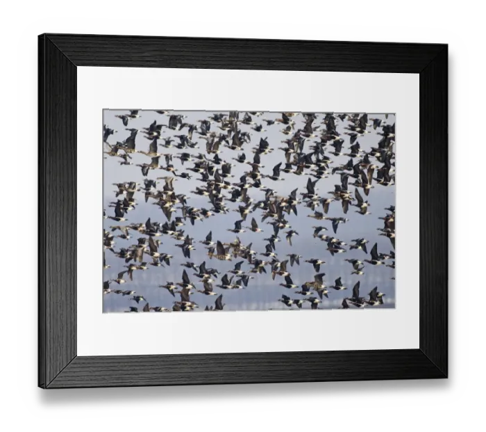 Framed Print : Red-breasted Geese (Branta ruficollis) Duranulak NE Bulgaria February Framed Print : Red-breasted Geese (Branta ruficollis) Duranulak NE Bulgaria February