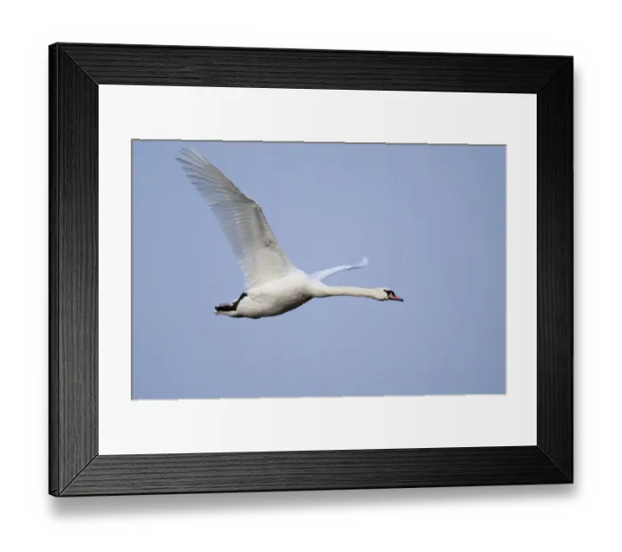 Framed Print : Mute Swan Cygnus olor in flight winter Framed Print : Mute Swan Cygnus olor in flight winter