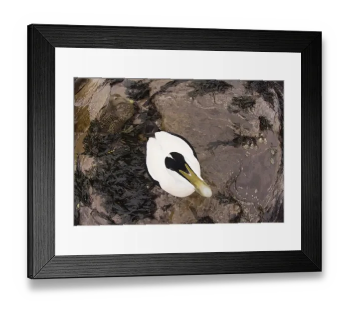 Framed Print : Eiders Somateria mollissima pair viewed from overhead angle Northumberland winter Framed Print : Eiders Somateria mollissima pair viewed from overhead angle Northumberland winter