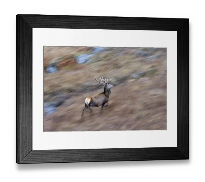Framed Print : Red Deer Cervus elaphus stag Scotland winter Framed Print : Red Deer Cervus elaphus stag Scotland winter