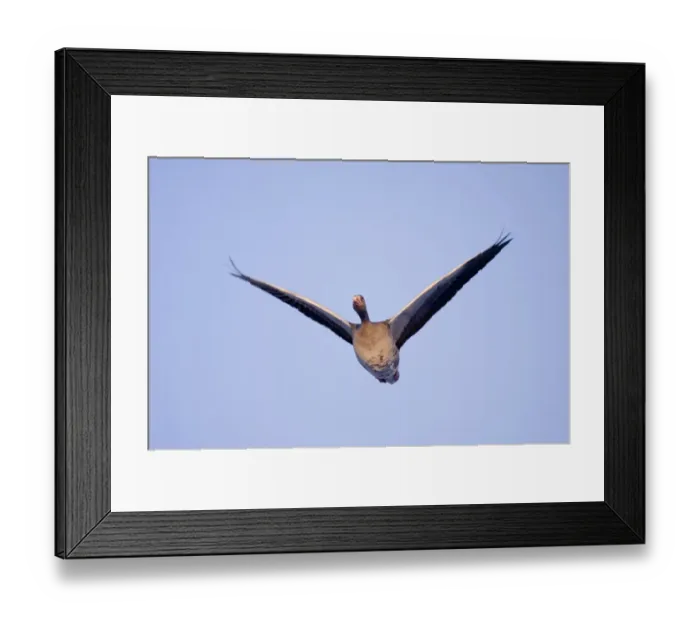 Framed Print : Greylag Goose Anser anser winter Scotland Framed Print : Greylag Goose Anser anser winter Scotland