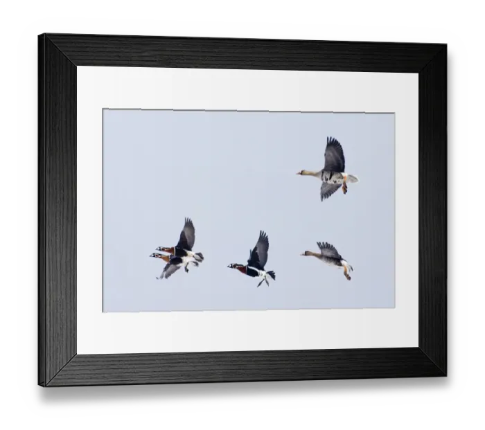 Framed Print : Red-breasted Goose Branta ruficollis & White-fronted Geese Bulgaria winter Framed Print : Red-breasted Goose Branta ruficollis & White-fronted Geese Bulgaria winter
