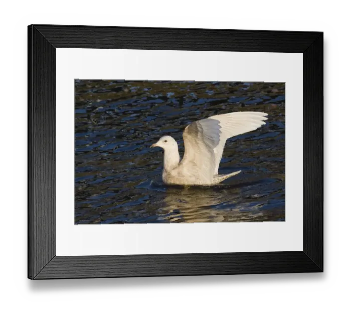 Framed Print : Iceland Gull Larus glaucoides 1st winter North Shields Fish Quay Tyne & Wear Feb 2006 Framed Print : Iceland Gull Larus glaucoides 1st winter North Shields Fish Quay Tyne & Wear Feb 2006