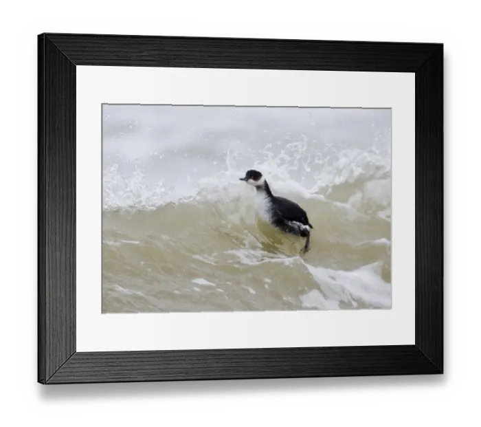 Framed Print : Black-necked Grebe Podiceps nigricollis on sea winter Framed Print : Black-necked Grebe Podiceps nigricollis on sea winter
