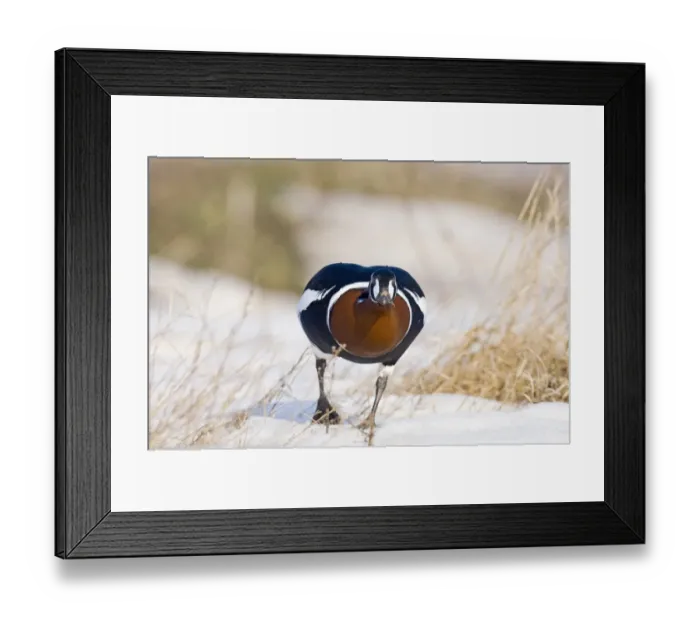 Framed Print : Red-breasted Goose (Branta ruficollis) Duranulak NE Bulgaria February Framed Print : Red-breasted Goose (Branta ruficollis) Duranulak NE Bulgaria February