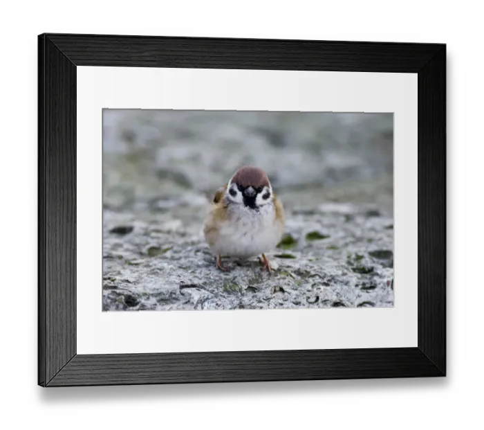 Framed Print : Tree Sparrow Passer montanus winter UK Framed Print : Tree Sparrow Passer montanus winter UK
