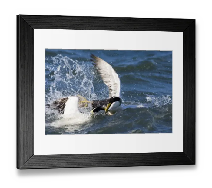 Framed Print : Eider Somateria mollissima males fighting Northumberland spring UK Framed Print : Eider Somateria mollissima males fighting Northumberland spring UK
