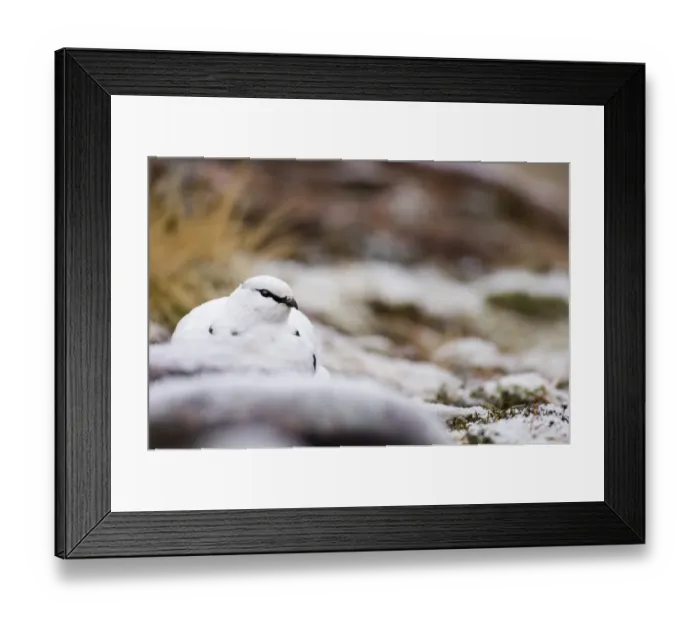 Framed Print : Ptarmigan Lagopus mutus Scottish Highlands winter Framed Print : Ptarmigan Lagopus mutus Scottish Highlands winter