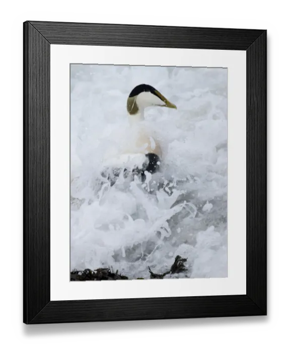 Framed Print : Eider Somateria mollissima male in the surf Northumberland winter Framed Print : Eider Somateria mollissima male in the surf Northumberland winter