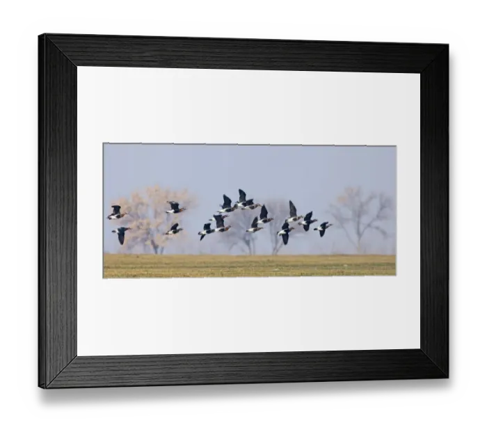 Framed Print : Red-breasted Goose Branta ruficolis Duranulak NE Bulgaria February Framed Print : Red-breasted Goose Branta ruficolis Duranulak NE Bulgaria February