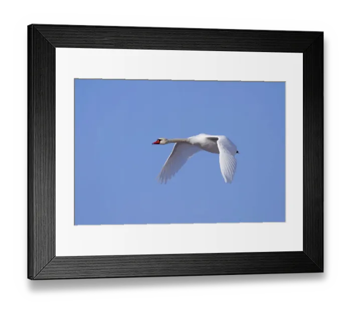 Framed Print : Mute Swan Cygnus olor in flight UK winter Framed Print : Mute Swan Cygnus olor in flight UK winter