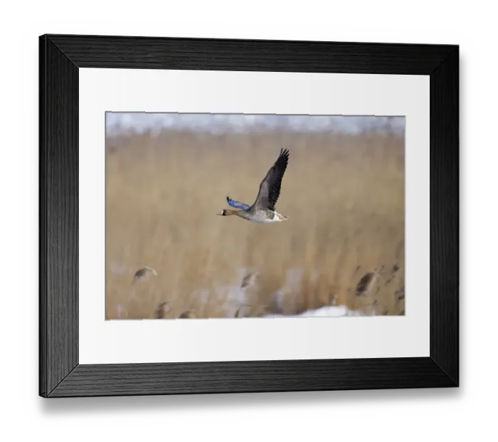 Framed Print : White-fronted Goose Anser albifrons immature winter Framed Print : White-fronted Goose Anser albifrons immature winter