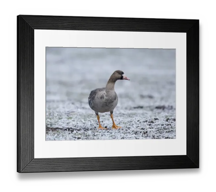 Framed Print : White-fronted Goose Anser albifrons immature Bulgaria winter Framed Print : White-fronted Goose Anser albifrons immature Bulgaria winter