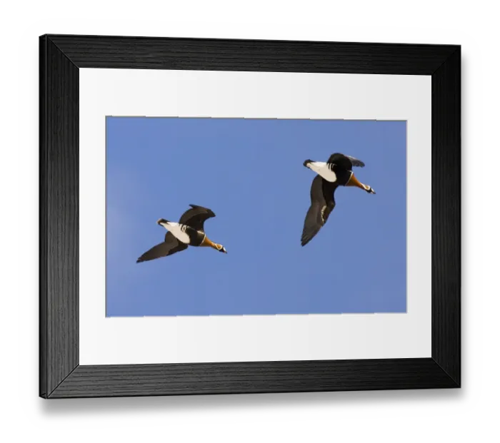 Framed Print : Red-breasted Geese Branta ruficollis Bulgaria winter Framed Print : Red-breasted Geese Branta ruficollis Bulgaria winter