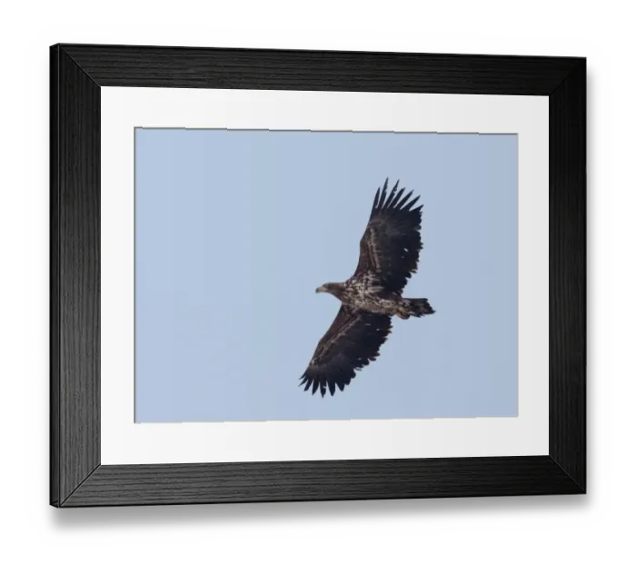 Framed Print : White-tailed Sea Eagle immature Bulgaria winter Framed Print : White-tailed Sea Eagle immature Bulgaria winter