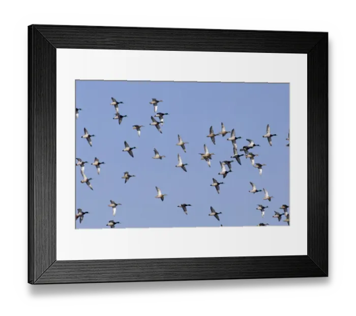 Framed Print : Mallard Anas platyrhynchos UK winter Framed Print : Mallard Anas platyrhynchos UK winter