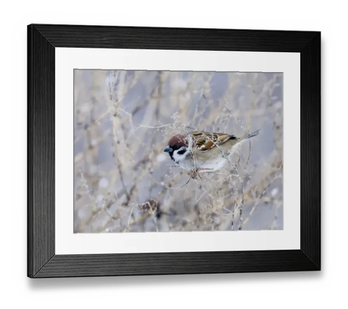 Framed Print : Tree Sparrow Uk winter Framed Print : Tree Sparrow Uk winter
