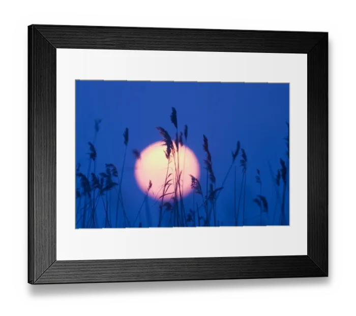 Framed Print : Sunset over reedbed Suffolk UK winter Framed Print : Sunset over reedbed Suffolk UK winter