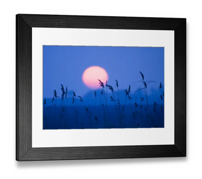 Framed Print : Sunset over reedbed Suffolk UK winter Framed Print : Sunset over reedbed Suffolk UK winter
