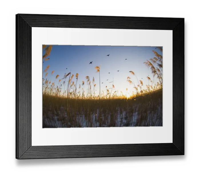 Framed Print : Coot (Fulica atra) flighting in to reedbed to roost at dusk UK winter Framed Print : Coot (Fulica atra) flighting in to reedbed to roost at dusk UK winter