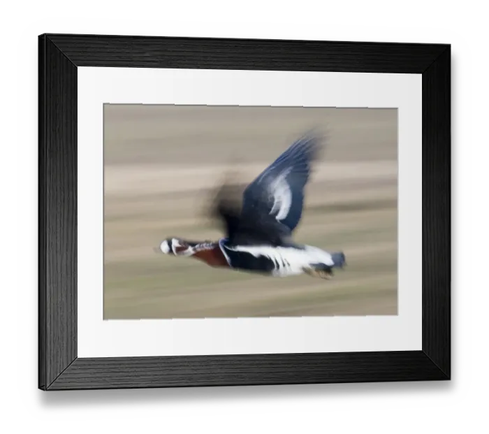 Framed Print : Red-breasted Goose Branta ruficollis Durankulak Bulgaria February