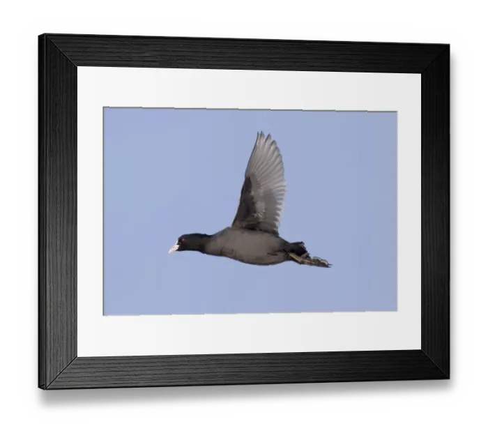 Framed Print : Coot Fulica atra winter UK Framed Print : Coot Fulica atra winter UK