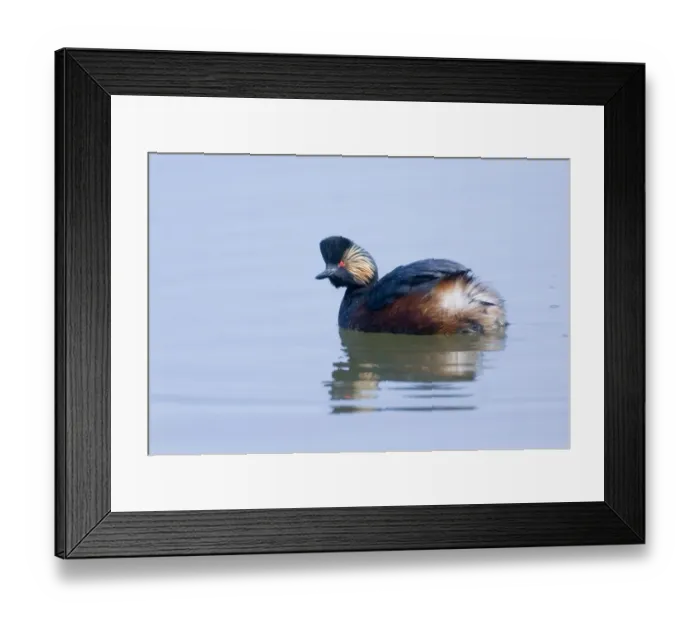 Framed Print : Black-necked Grebe Podiceps nigricollis adult breeding Potteric Carr Nr Doncasater Framed Print : Black-necked Grebe Podiceps nigricollis adult breeding Potteric Carr Nr Doncasater