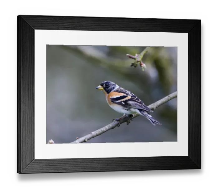 Framed Print : Brambling Fringilla montifringilla male in late winter (March) Kent UK Framed Print : Brambling Fringilla montifringilla male in late winter (March) Kent UK