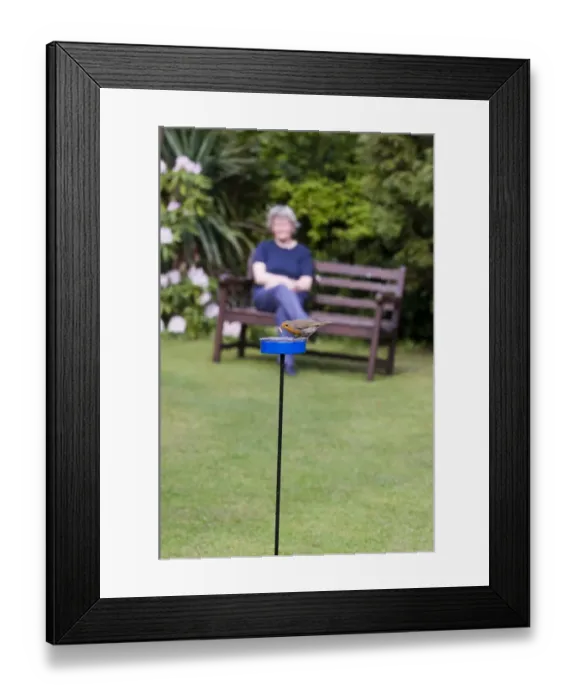 Framed Print : Robin Erithacus rubecula at meal worm feeder in garden Kent Framed Print : Robin Erithacus rubecula at meal worm feeder in garden Kent