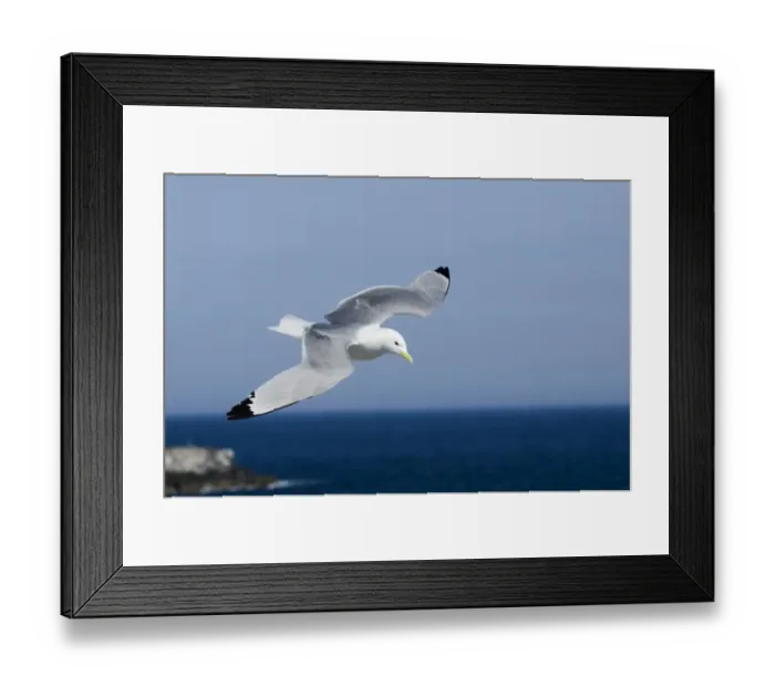 Framed Print : Black-legged Kittiwake Risa tridactyla Inner Farne Farne Islands Northumberland summer Framed Print : Black-legged Kittiwake Risa tridactyla Inner Farne Farne Islands Northumberland summer