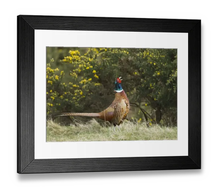 Framed Print : Pheasant Phasianus colchicus male calling Northumberland spring
