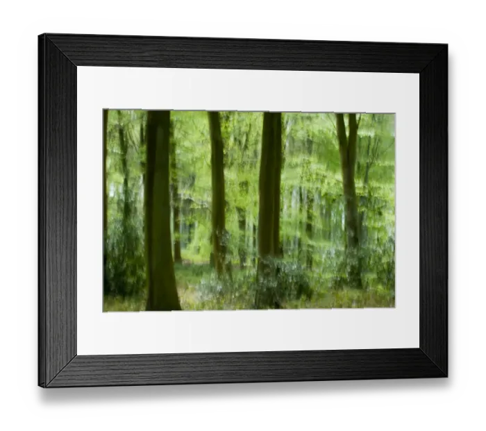 Framed Print : Beech Woodland on Sandringham Estate Norfolk, spring Framed Print : Beech Woodland on Sandringham Estate Norfolk, spring