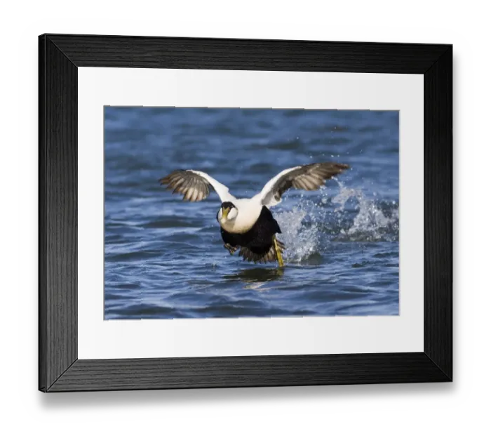 Framed Print : Eider Somateria mollissima male taking off Northumberland spring Framed Print : Eider Somateria mollissima male taking off Northumberland spring