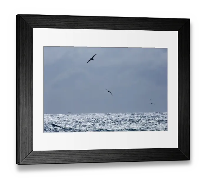 Framed Print : Seabirds (Fulmars & Gannets) out at sea off Shetland June
