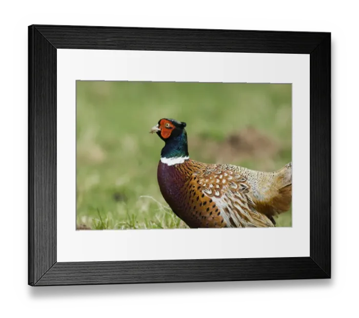 Framed Print : Pheasant Phasianus colchicus male Northumberland spring Framed Print : Pheasant Phasianus colchicus male Northumberland spring