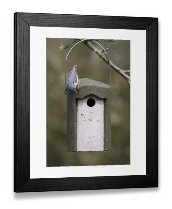 Framed Print : Nuthatch Sitta europaea inspecting tit nest box Kent spring