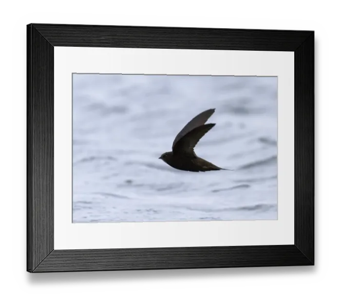 Framed Print : Swift Northumberland May Framed Print : Swift Northumberland May