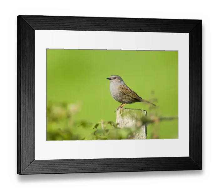 Framed Print : Dunnock Prunella modularis Kent spring Framed Print : Dunnock Prunella modularis Kent spring