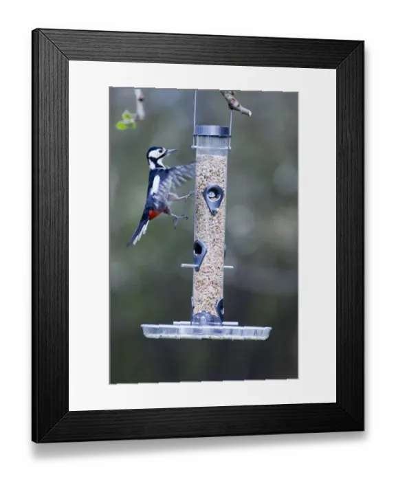 Framed Print : Great Spotted Woodpecker Dendrocopos major attempting to land on seed feeder in Framed Print : Great Spotted Woodpecker Dendrocopos major attempting to land on seed feeder in