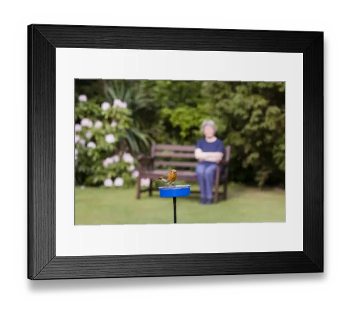 Framed Print : Robin Erithacus rubecula at meal worm feeder in garden Kent Framed Print : Robin Erithacus rubecula at meal worm feeder in garden Kent